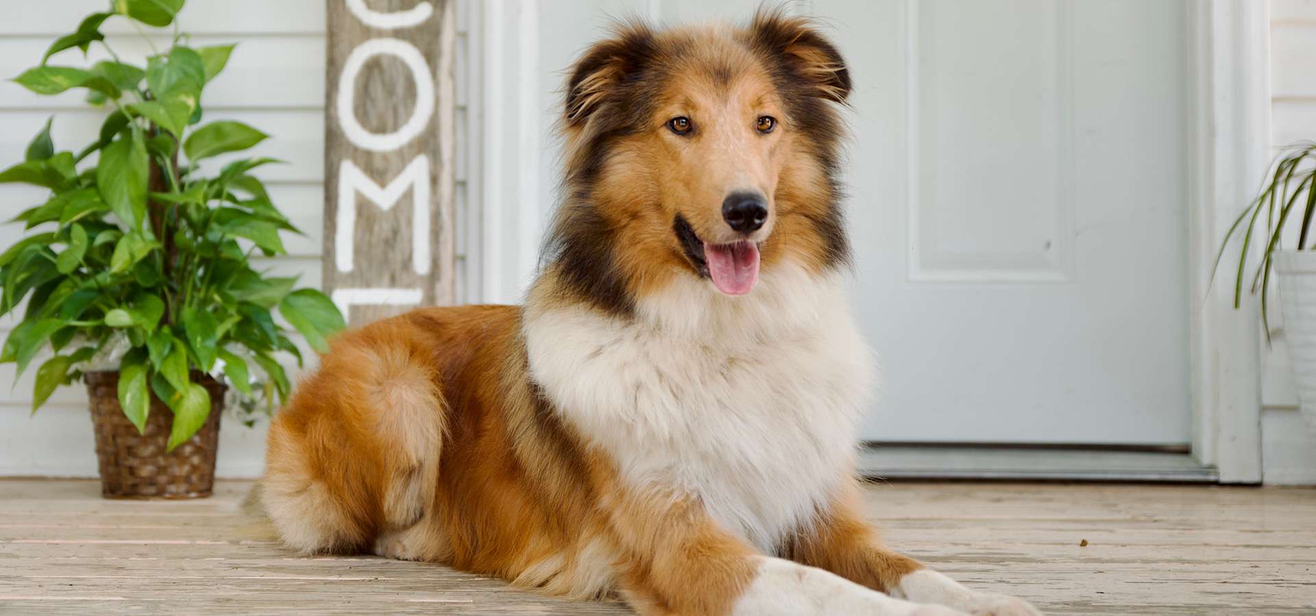 Old-Time Scotch Collie Breeder Raising Working & Companion Dogs