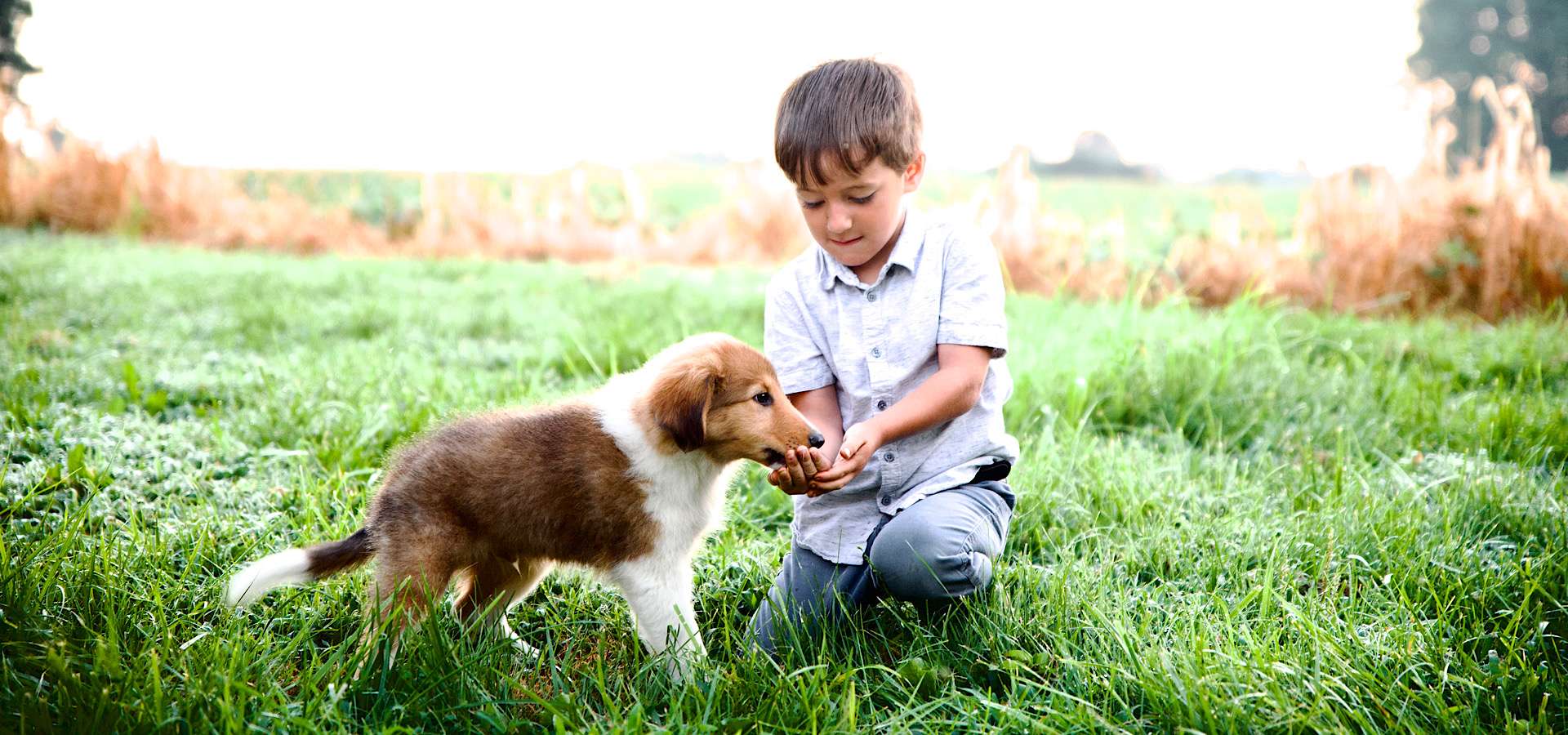 Old-Time Scotch Collie Breeder Raising Working & Companion Dogs