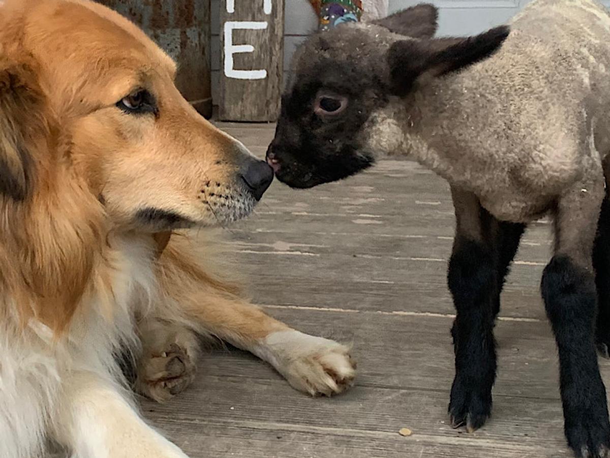 Farm Dogs