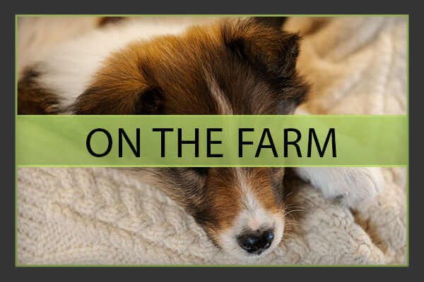 Life on Stillwaters Heritage Farm - Raising Heritage Collies