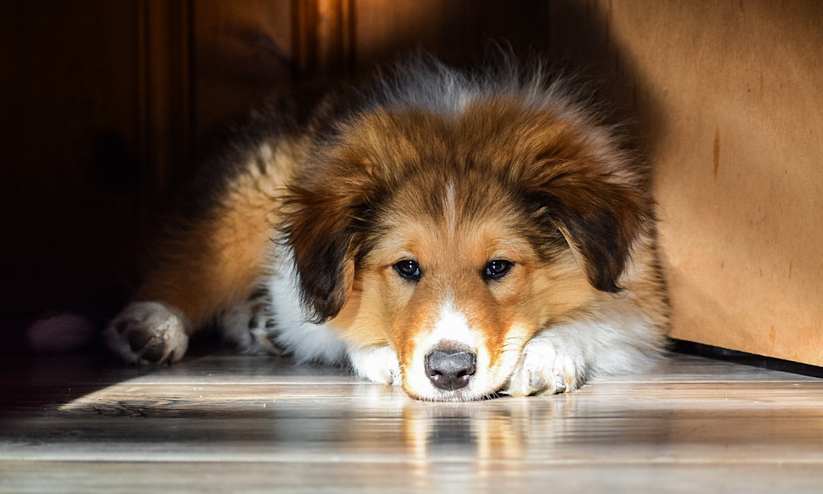Heritage Collie