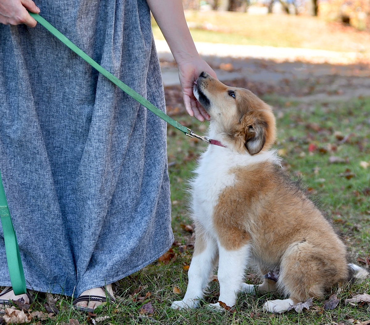 Companion Dogs